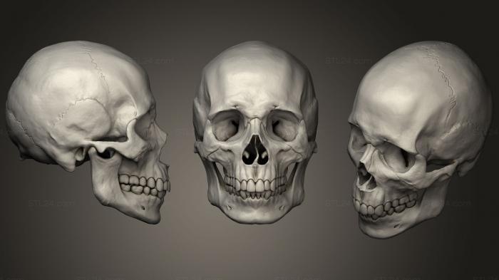 Анатомия скелеты и черепа (Cranio Masculino, ANTM_1184) 3D модель для ЧПУ станка